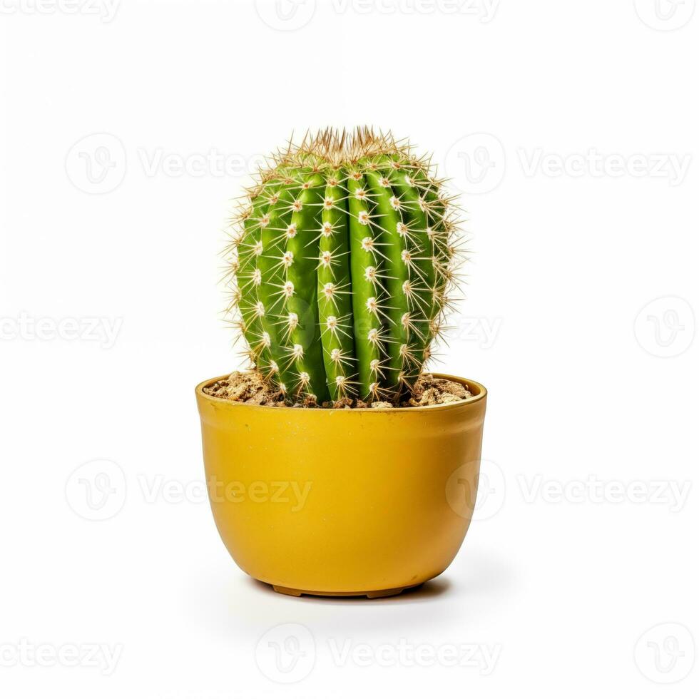 AI generated single cactus in a yellow pot on a white background photo