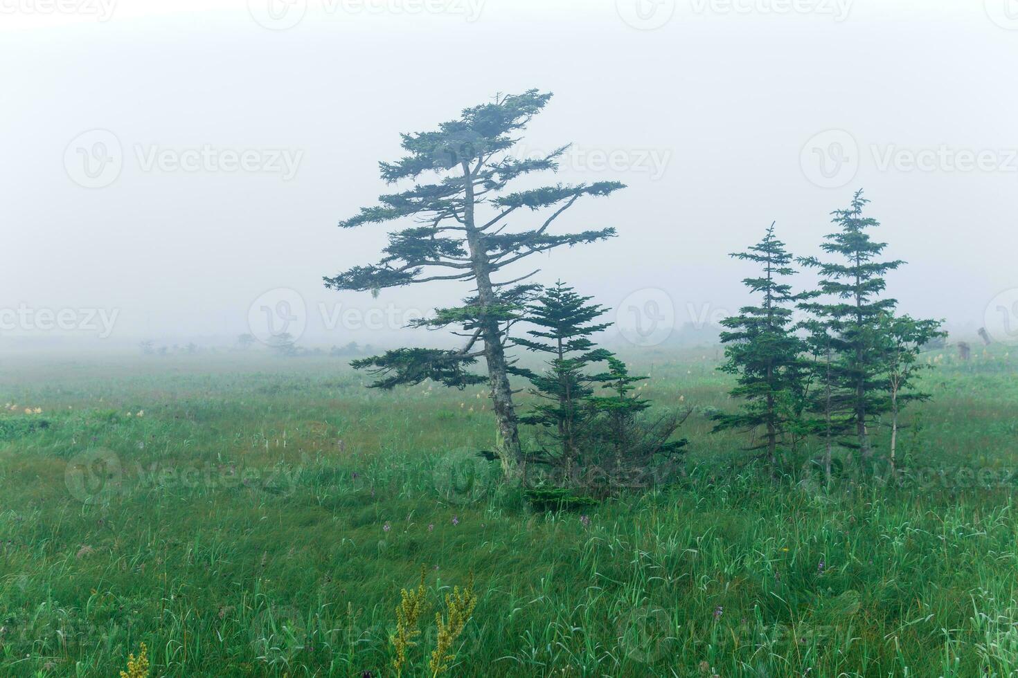 morning predawn foggy natural landscape, wet meadow with mountain pines photo