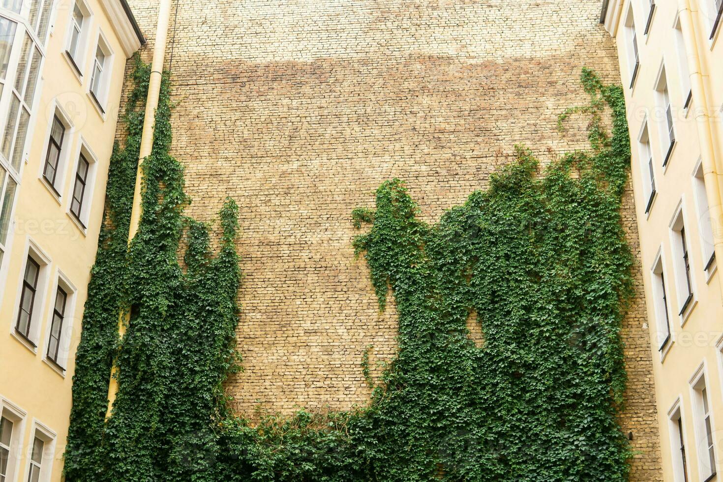 cityscape, blank courtyard wall covered with ivy photo