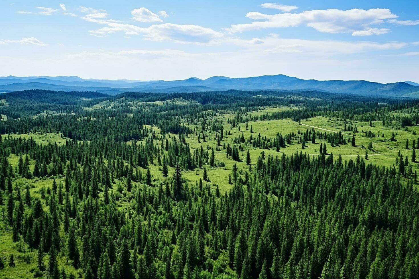 AI generated Aerial view of over dark pine forest trees. Top down drone view. photo