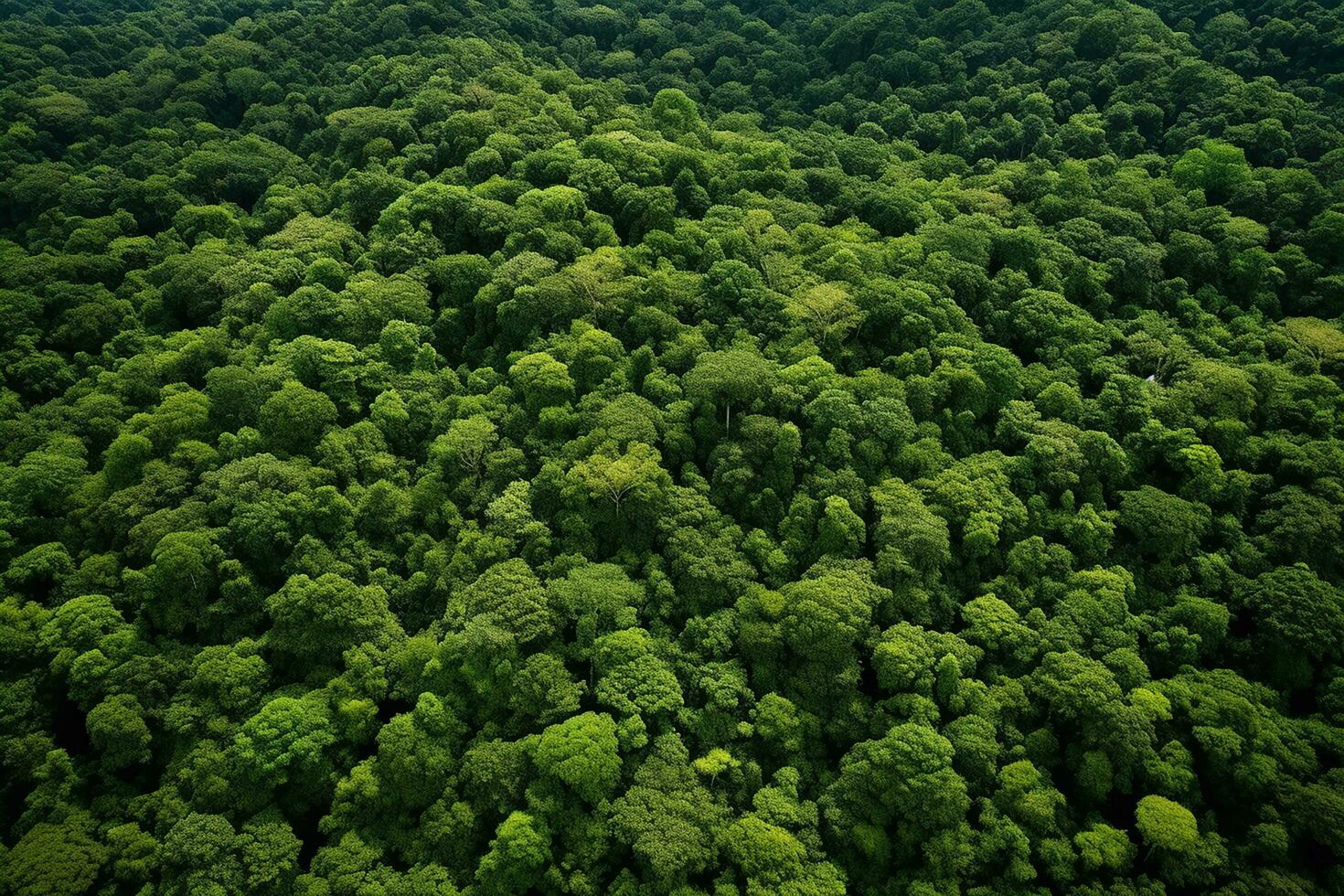 AI generated Aerial view of over dark pine forest trees. Top down drone view. photo