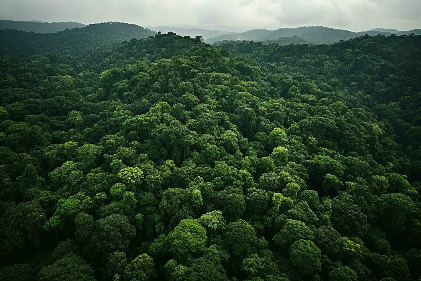 AI generated Aerial view of over dark pine forest trees. Top down drone view. photo