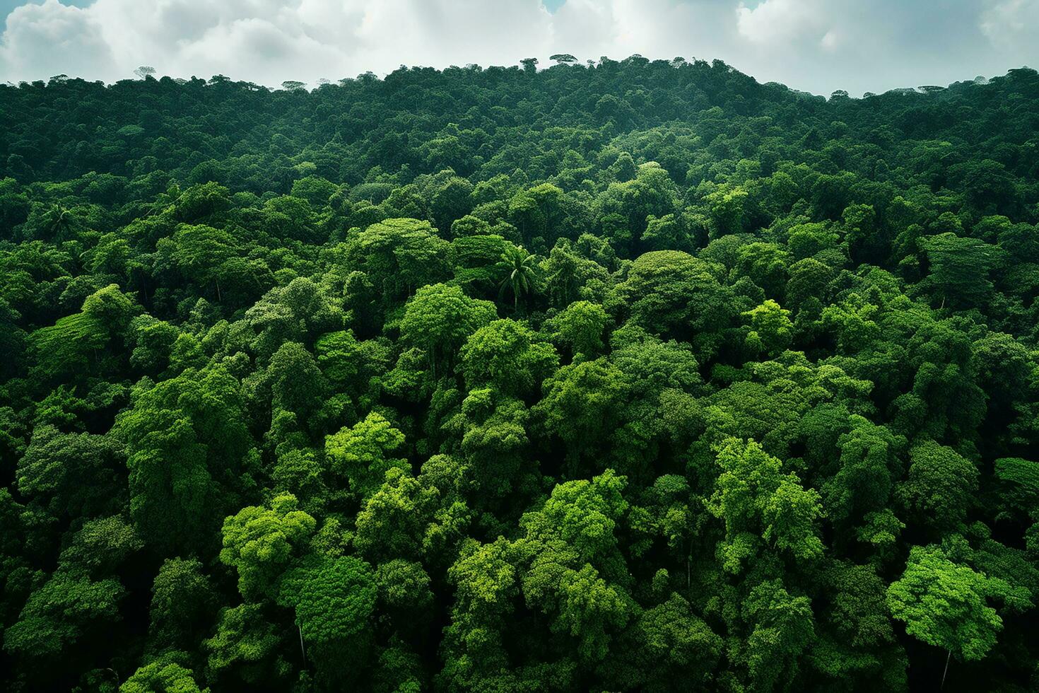 AI generated Aerial view of over dark pine forest trees. Top down drone view. photo
