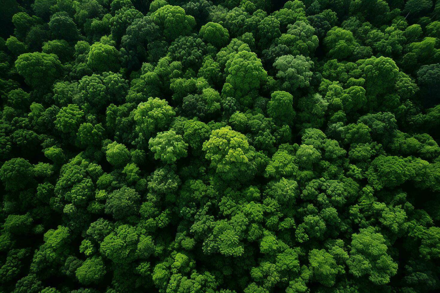 AI generated Aerial view of over dark pine forest trees. Top down drone view. photo