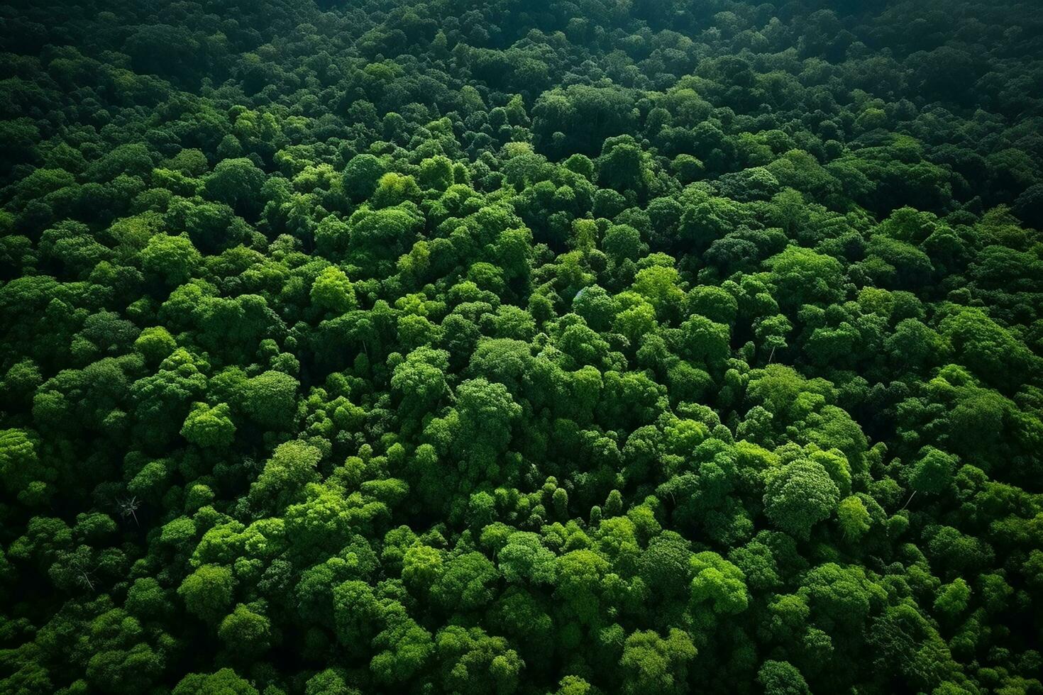 AI generated Aerial view of over dark pine forest trees. Top down drone view. photo