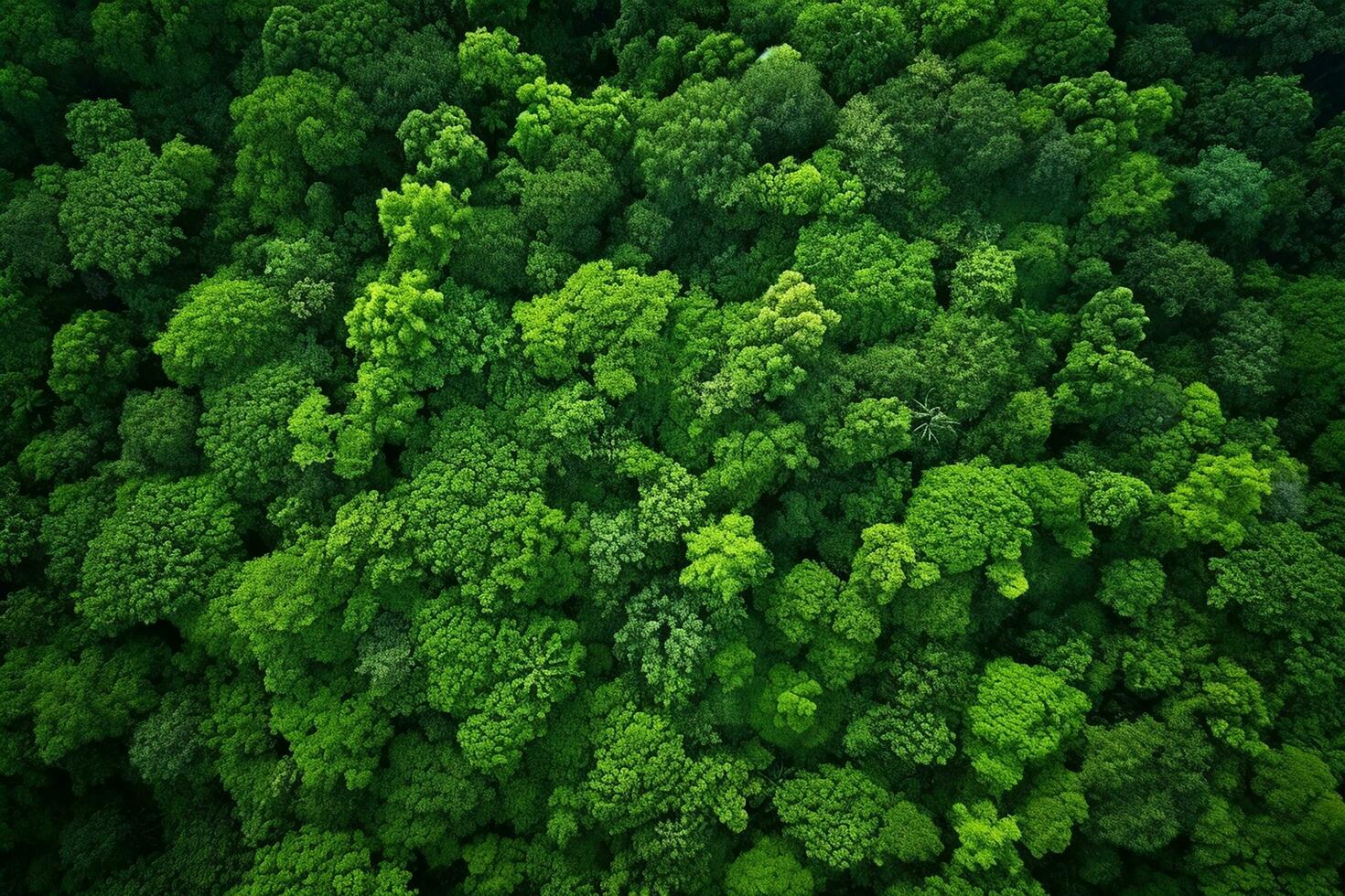 AI generated Aerial view of over dark pine forest trees. Top down drone view. photo