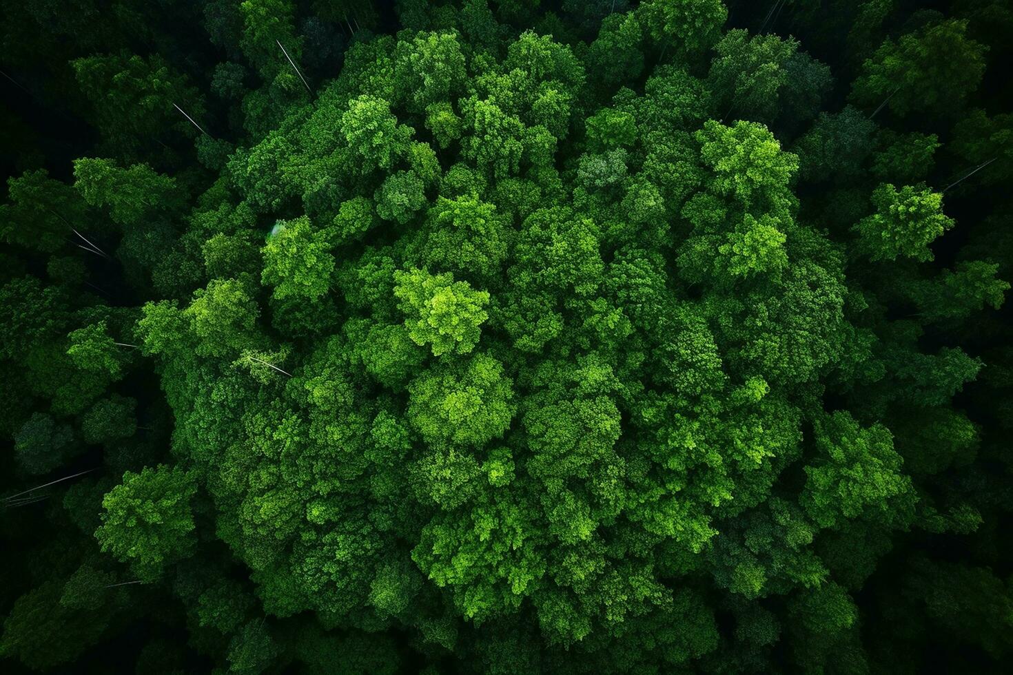 AI generated Aerial view of over dark pine forest trees. Top down drone view. photo