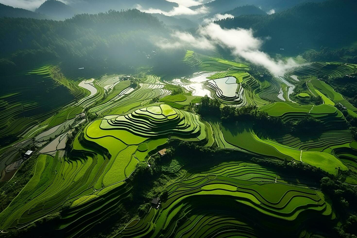AI generated Top view or aerial shot of fresh green and yellow rice fields photo