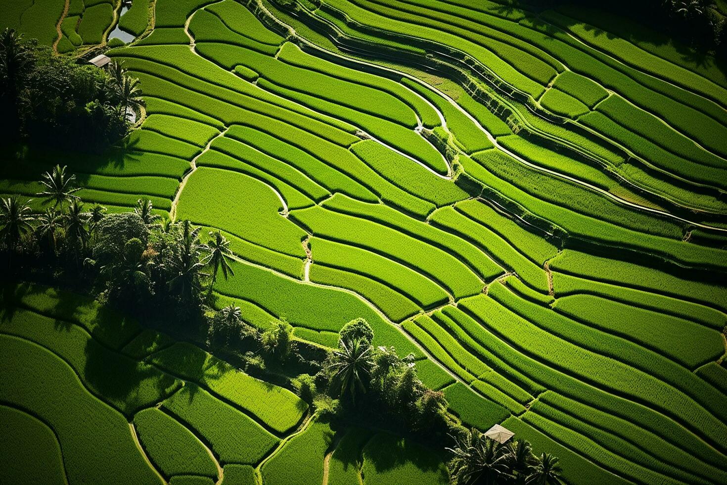 AI generated Top view or aerial shot of fresh green and yellow rice fields photo