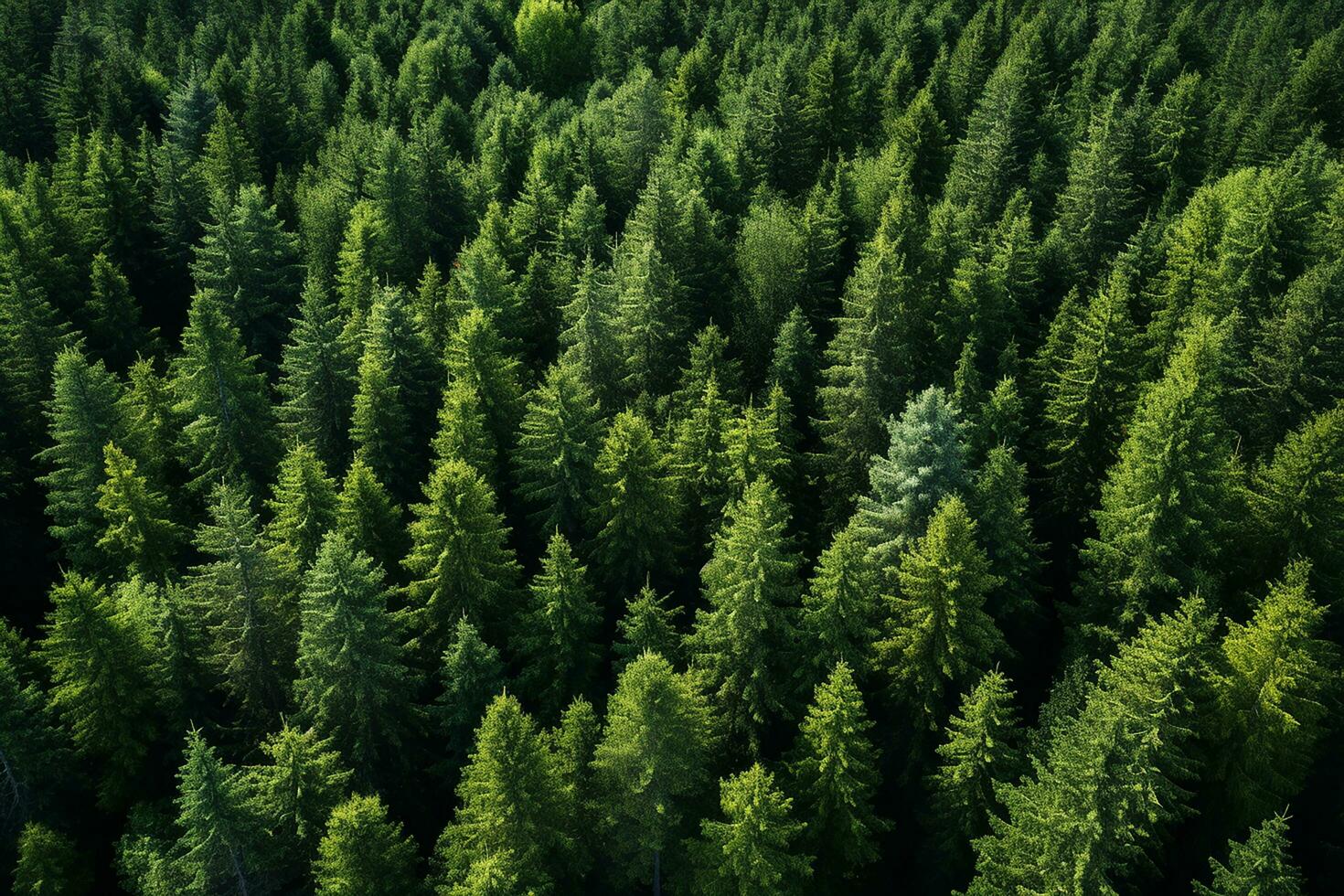 AI generated Aerial view of dark green forest with misty clouds. The rich natural ecosystem of rainforest concept of natural forest conservation and reforestation. photo