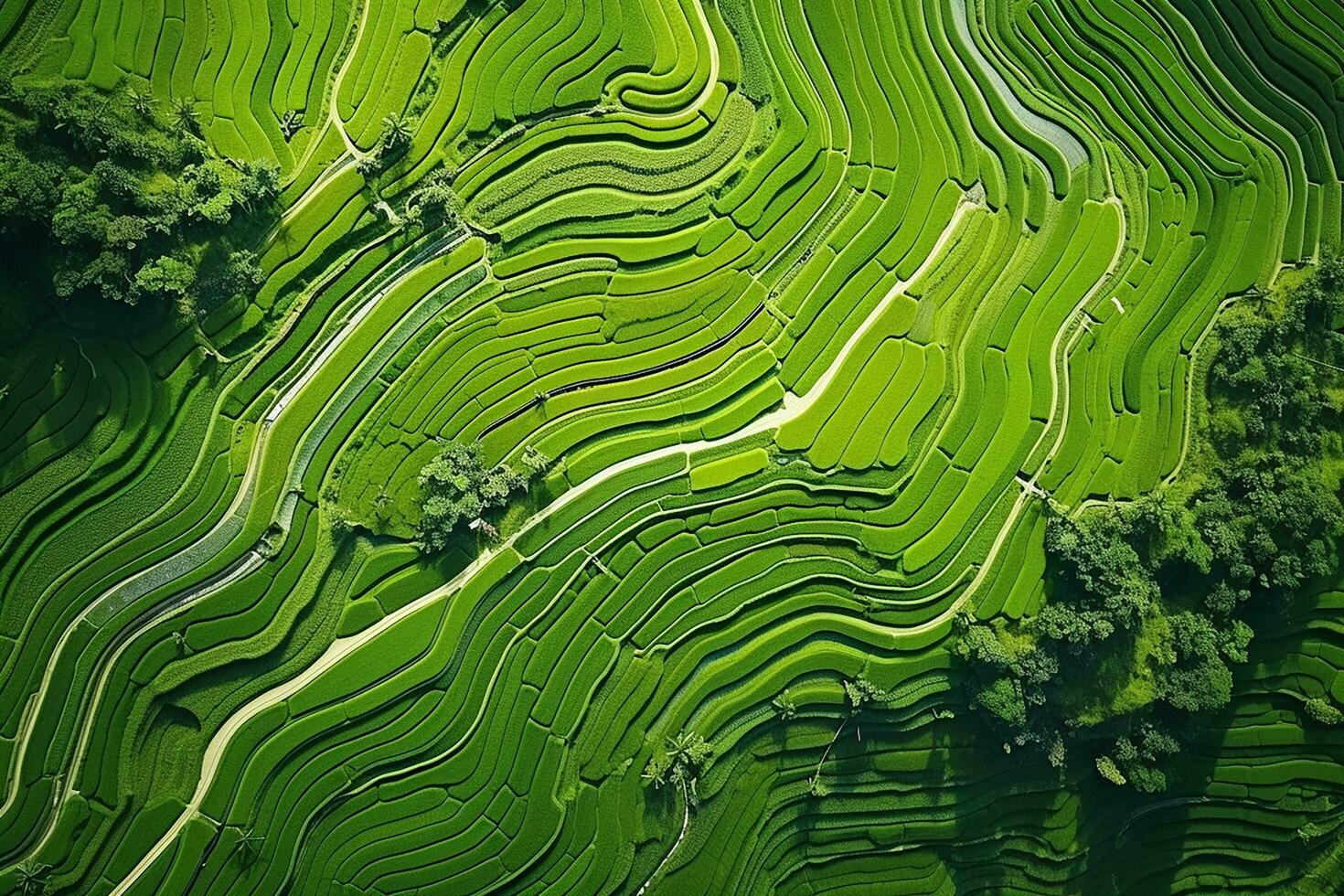 AI generated Top view or aerial shot of fresh green and yellow rice fields photo