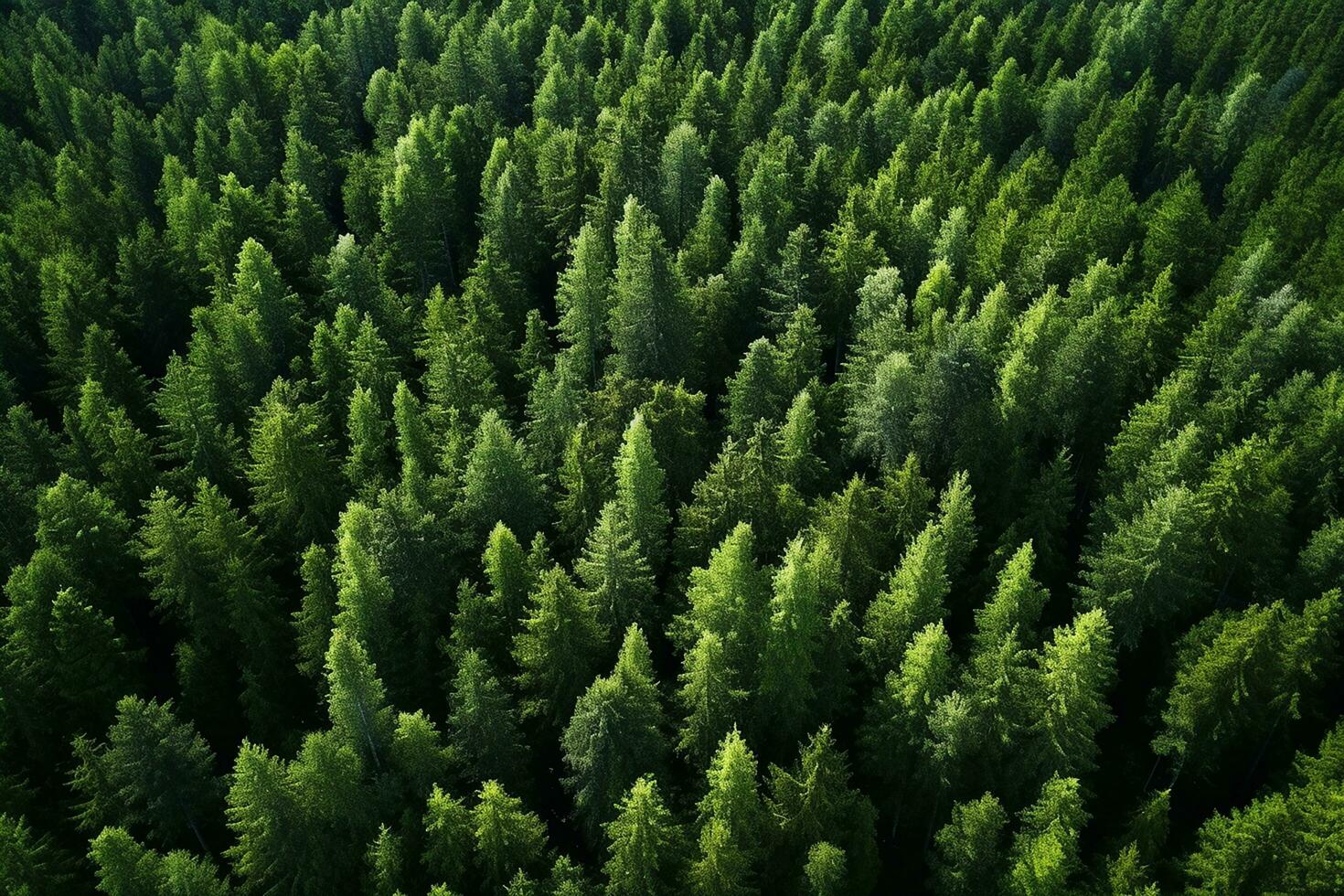 AI generated Aerial view of over dark pine forest trees. Top down drone view. photo