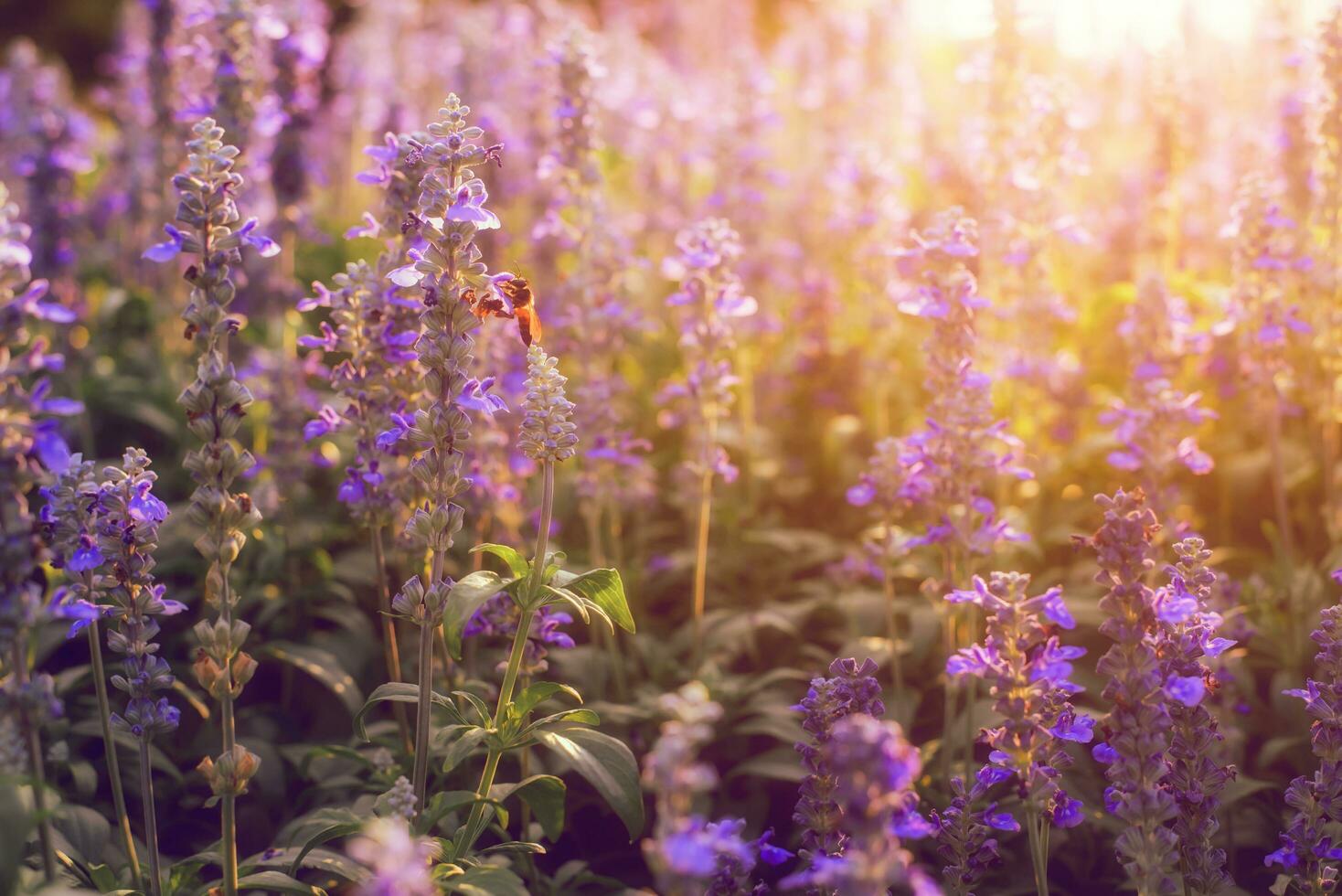 Close-up of purple flowering plants on field photo