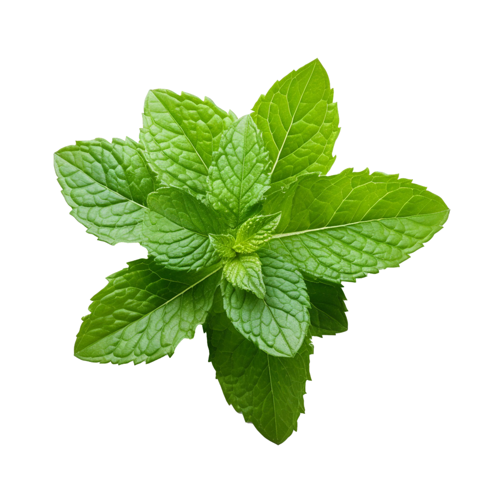 AI generated Mint leaves png isolated on transparent background