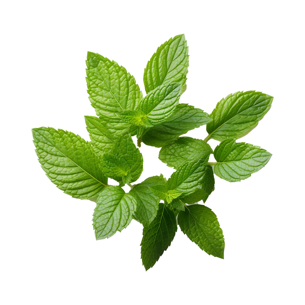 AI generated Mint leaves png isolated on transparent background