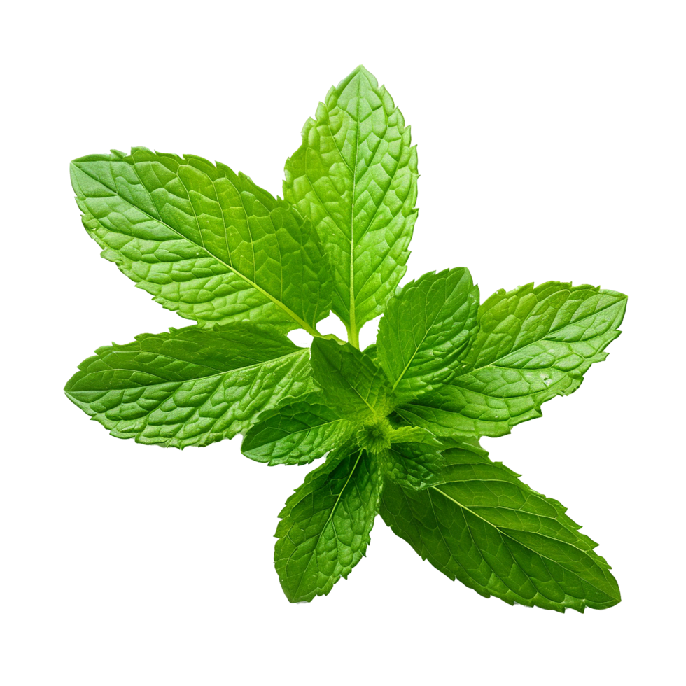 AI generated Mint leaves png isolated on transparent background