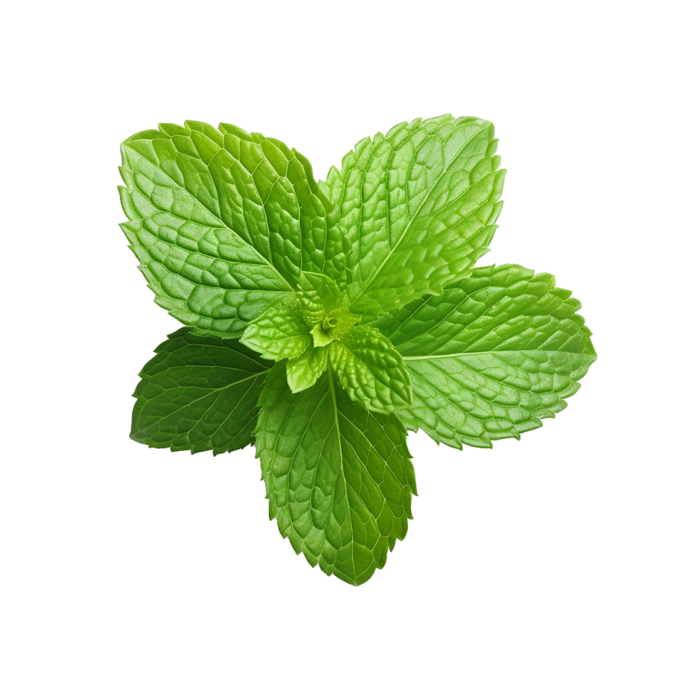 AI generated Mint leaves png isolated on transparent background