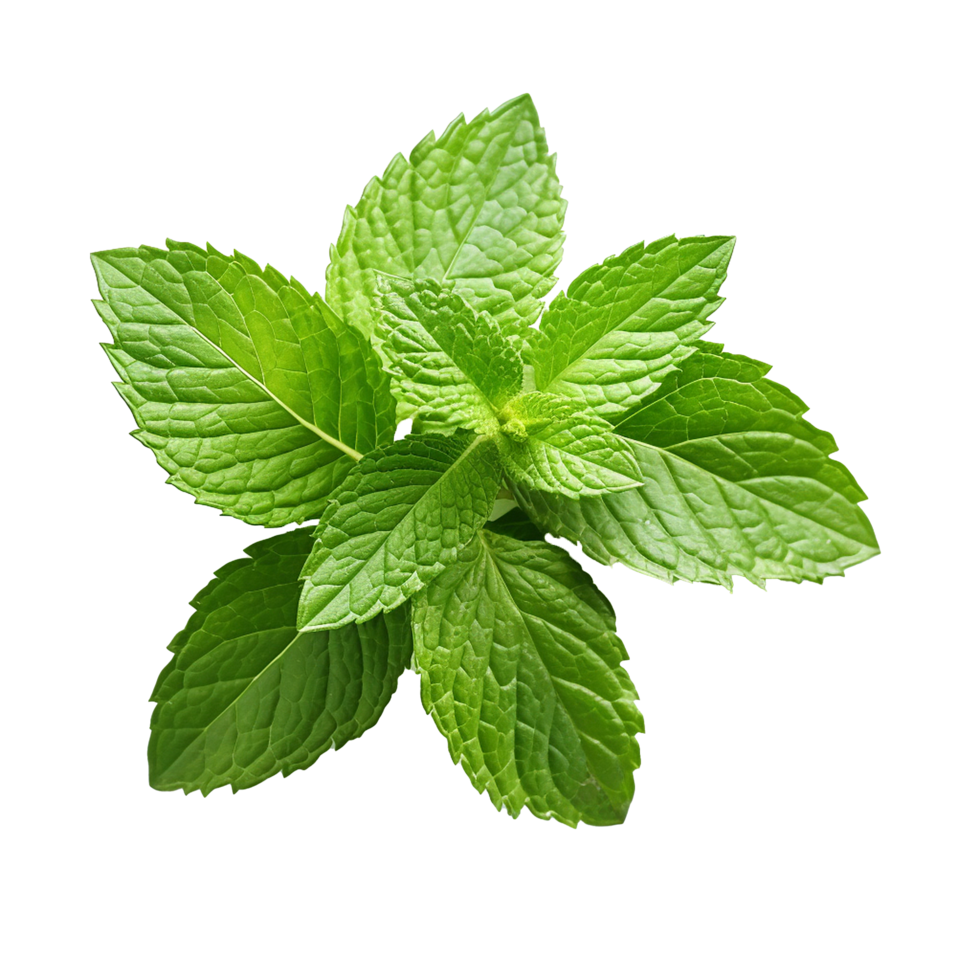 AI generated Mint leaves png isolated on transparent background