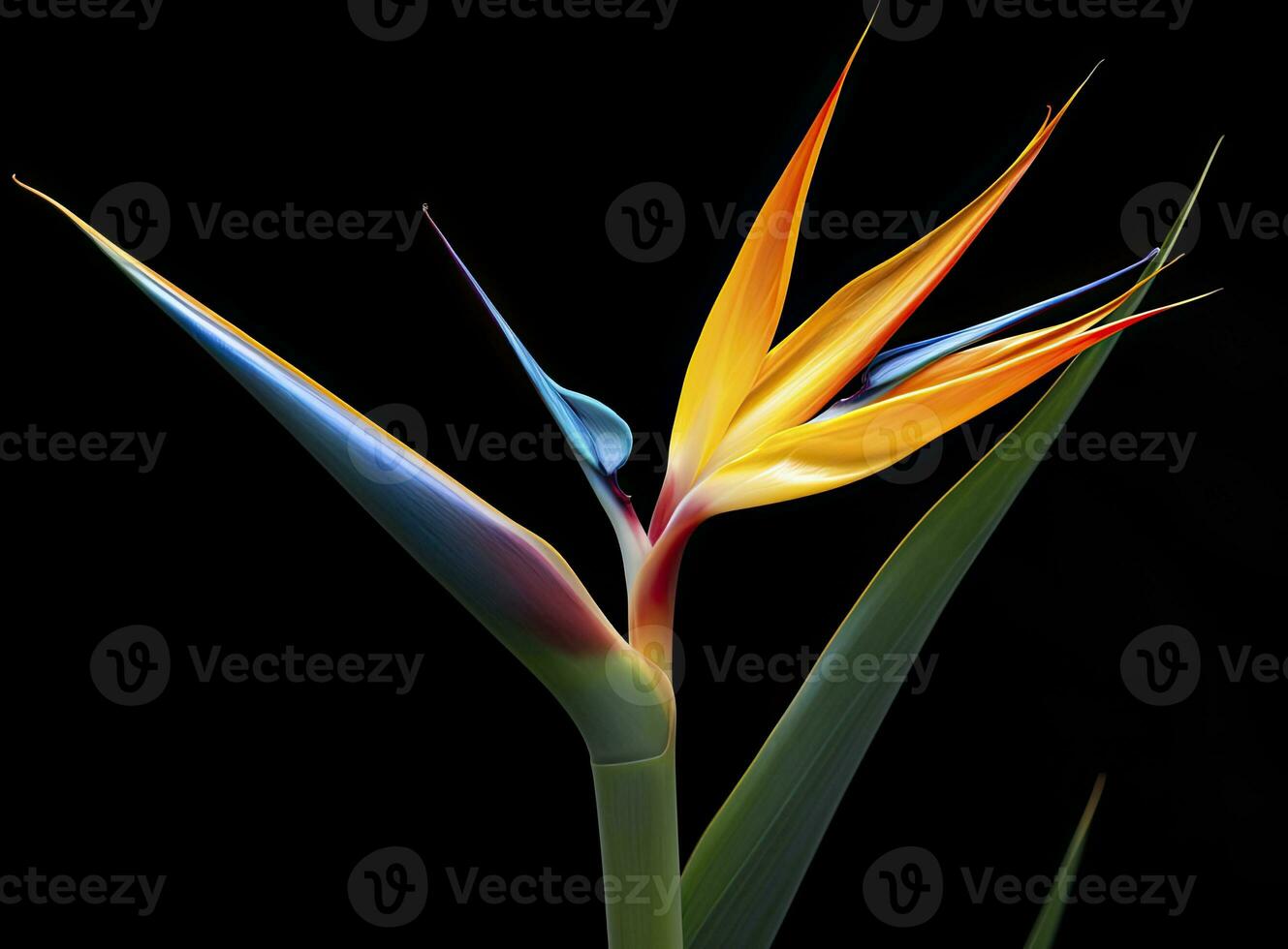 AI generated Bird of paradise flower isolated on black background. AI Generated photo