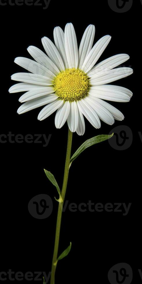 AI generated Common daisy isolated on black background. AI Generated photo