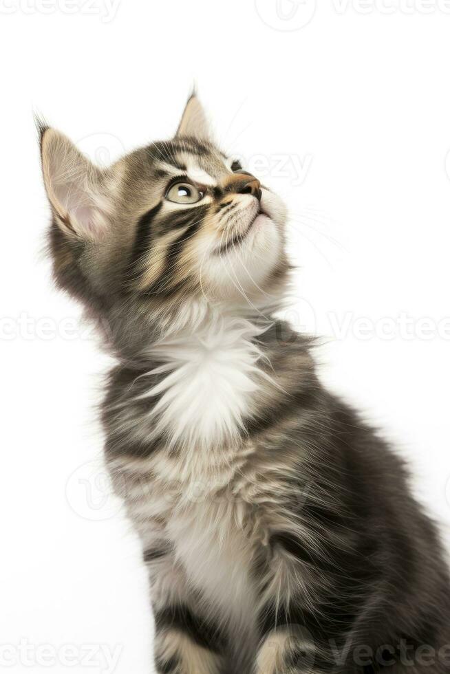 AI generated Playful funny kitten looking up isolated on a white background. AI Generated photo