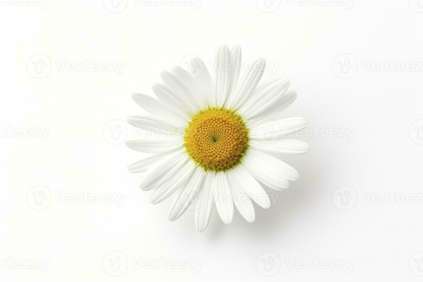 AI generated Common daisy isolated on white background. AI Generated photo