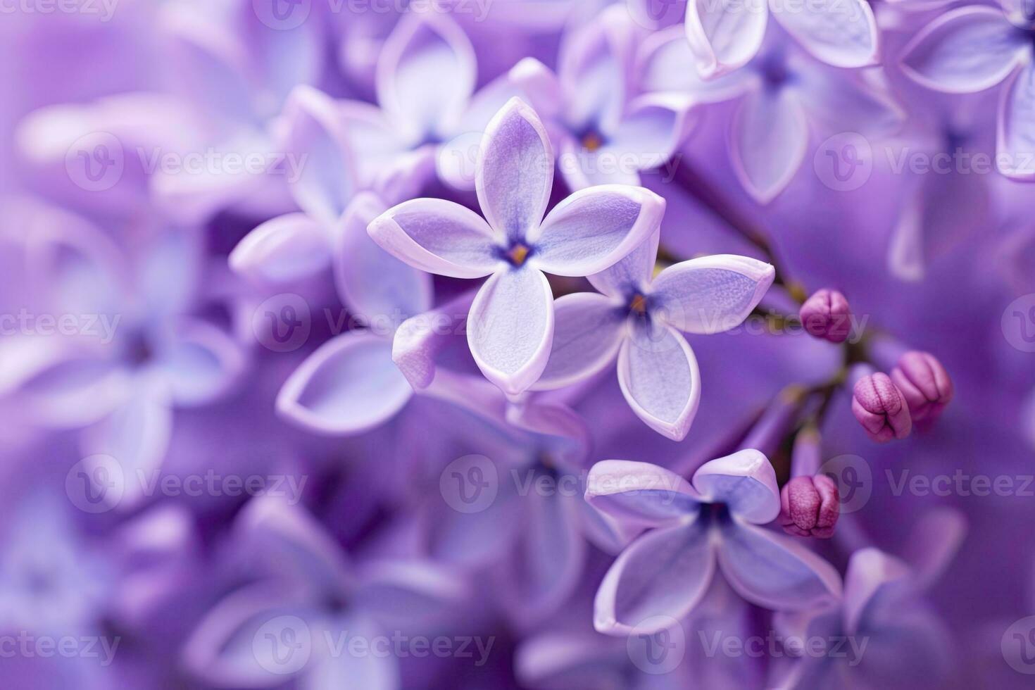 AI generated Lilac blossom macro background with copy space. AI Generated photo