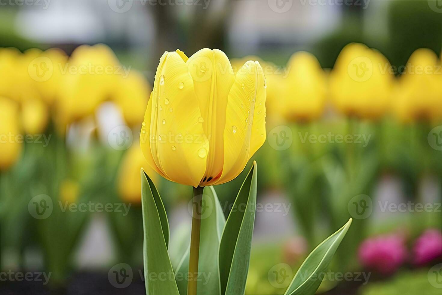 AI generated Yellow tulip in the garden. AI Generated photo