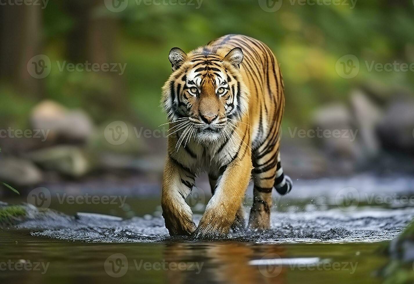 ai generado amur Tigre caminando en el agua. peligroso animal. animal en un verde bosque arroyo. generativo ai foto