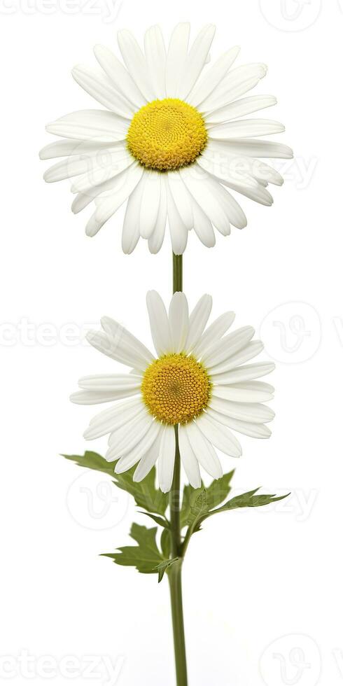 AI generated Common daisy isolated on white background. AI Generated photo