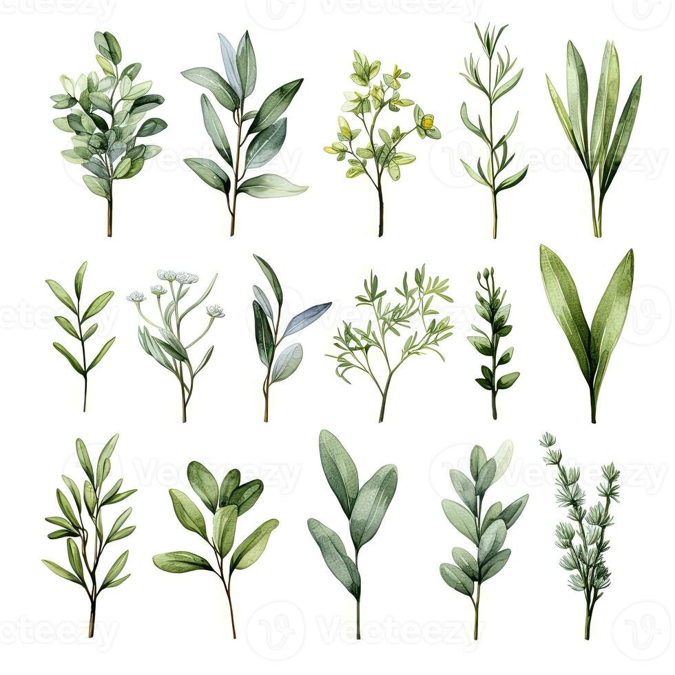 AI generated Collection of watercolor herbs clipart on white background. AI Generated photo