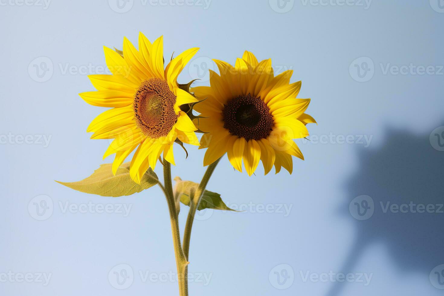 AI generated Two sunflowers in the sunny ambience. Light blue background with shadow. Generative AI photo