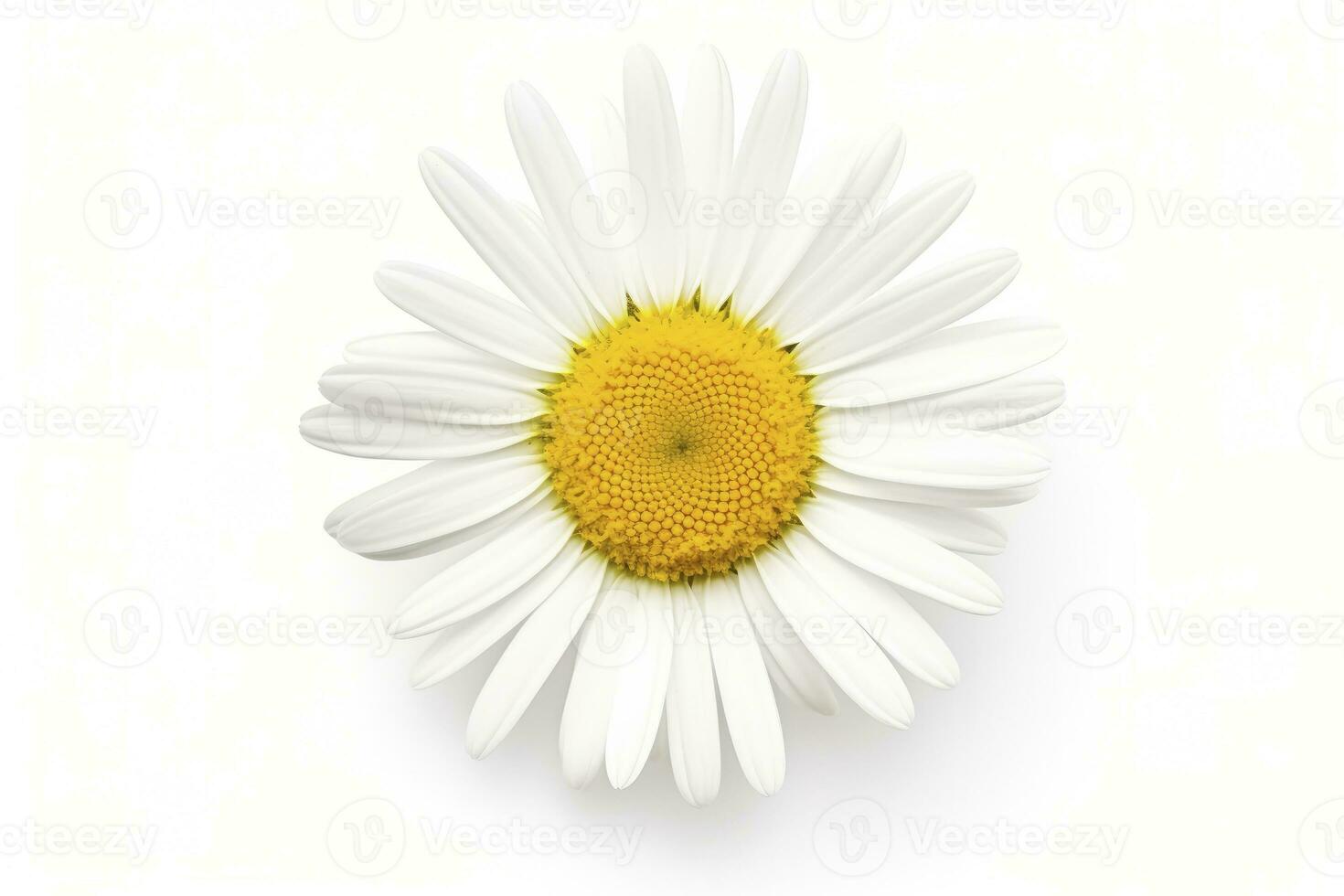 AI generated Common daisy isolated on white background. AI Generated photo