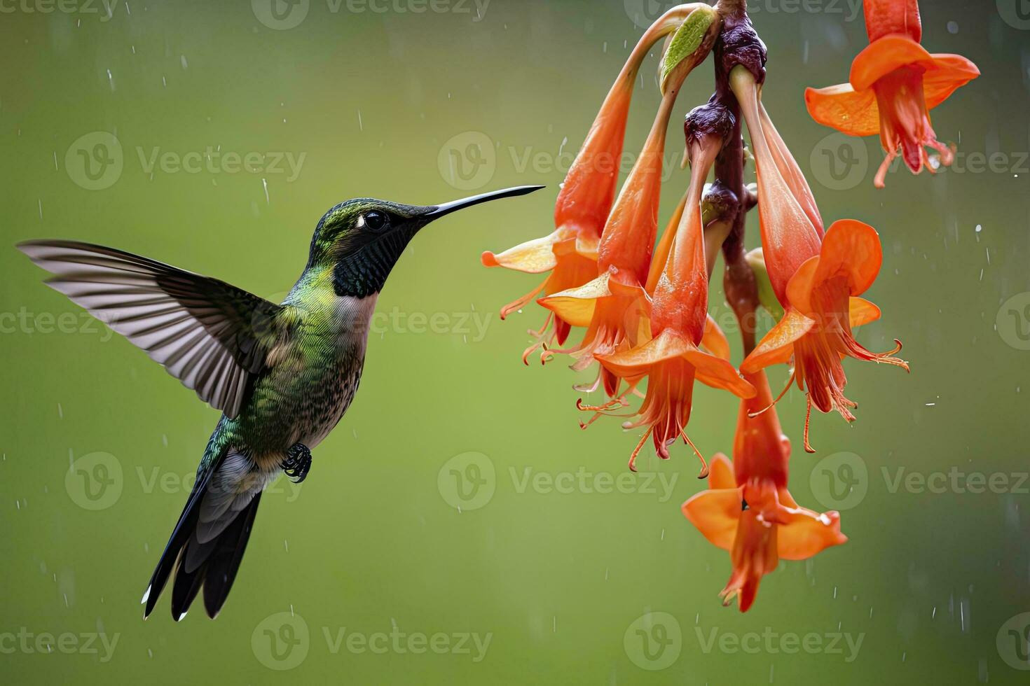 AI generated Hummingbird in Costa Rica. AI Generated. photo