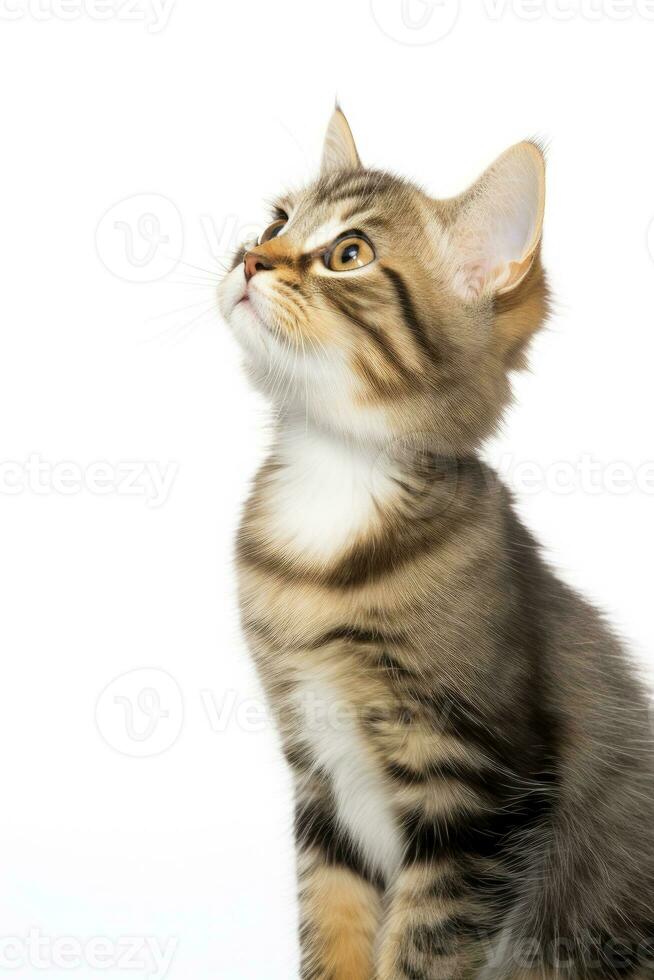 AI generated Playful funny kitten looking up isolated on a white background. AI Generated photo