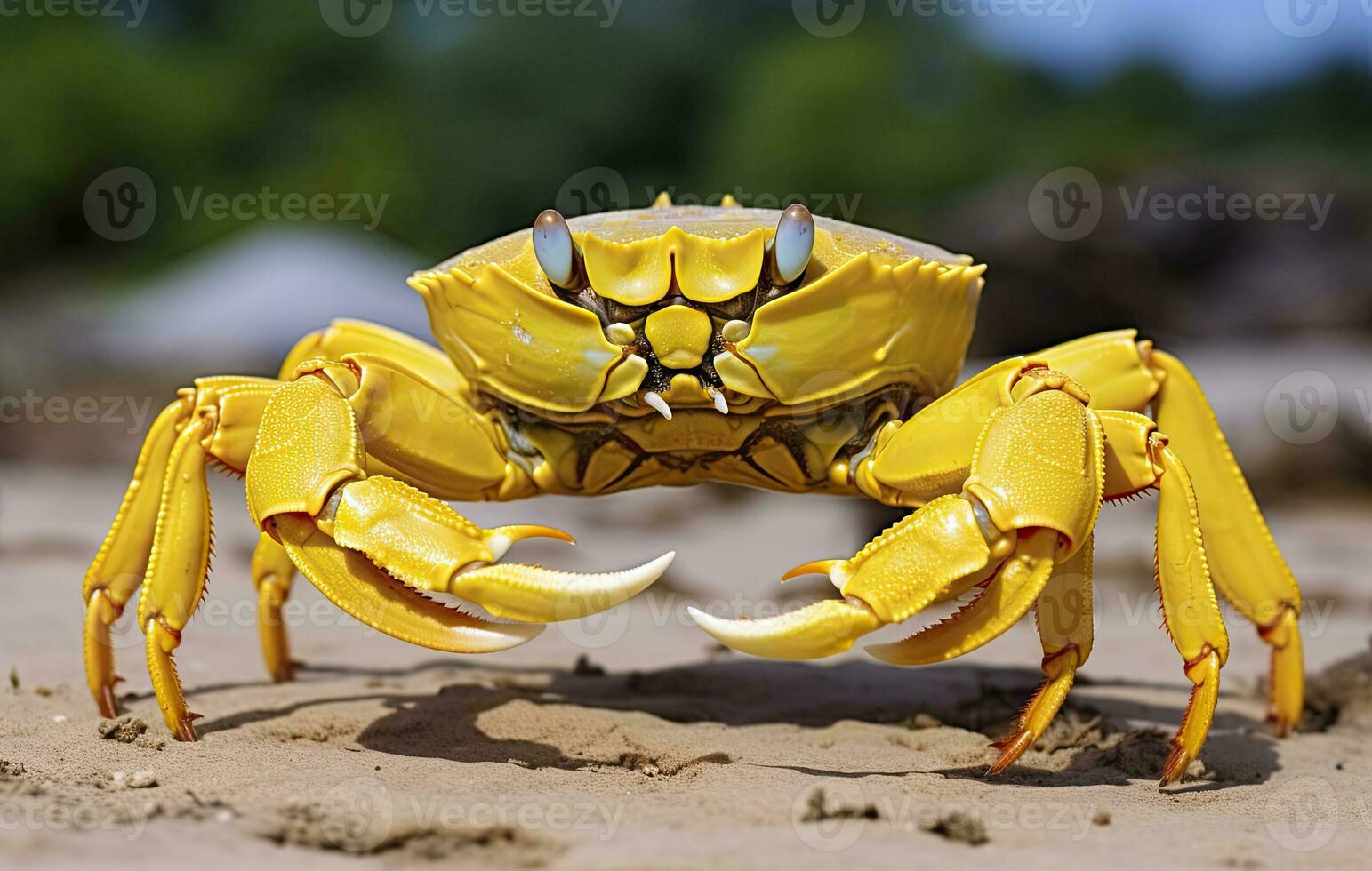 AI generated Yellow land crab. AI Generated photo