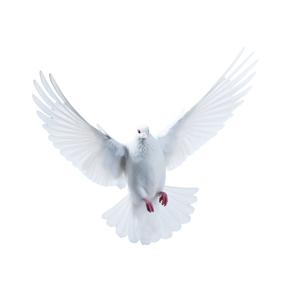 AI generated Beautiful flying dove isolated on a transparent background png