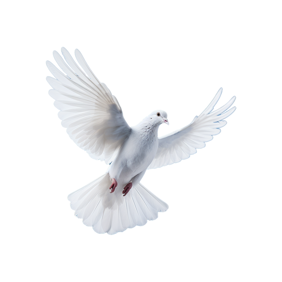 AI generated Beautiful flying dove isolated on a transparent background png