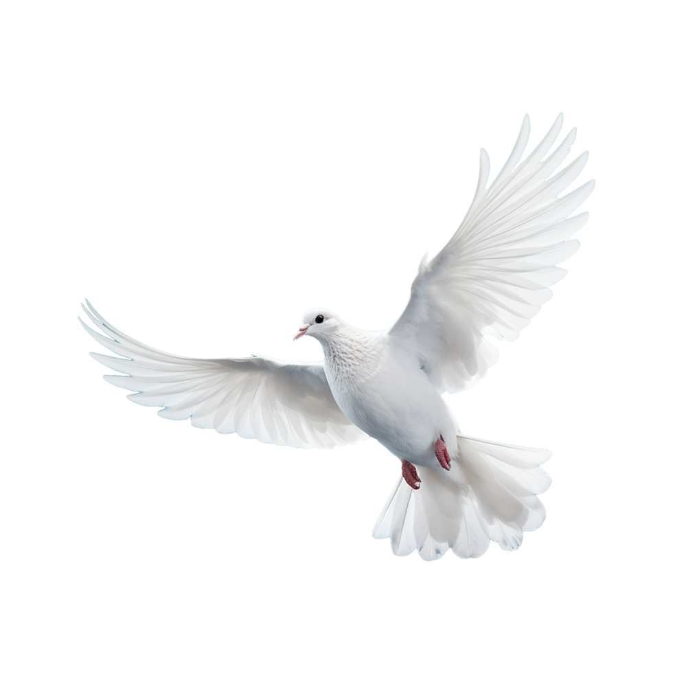 AI generated Beautiful flying dove isolated on a transparent background png