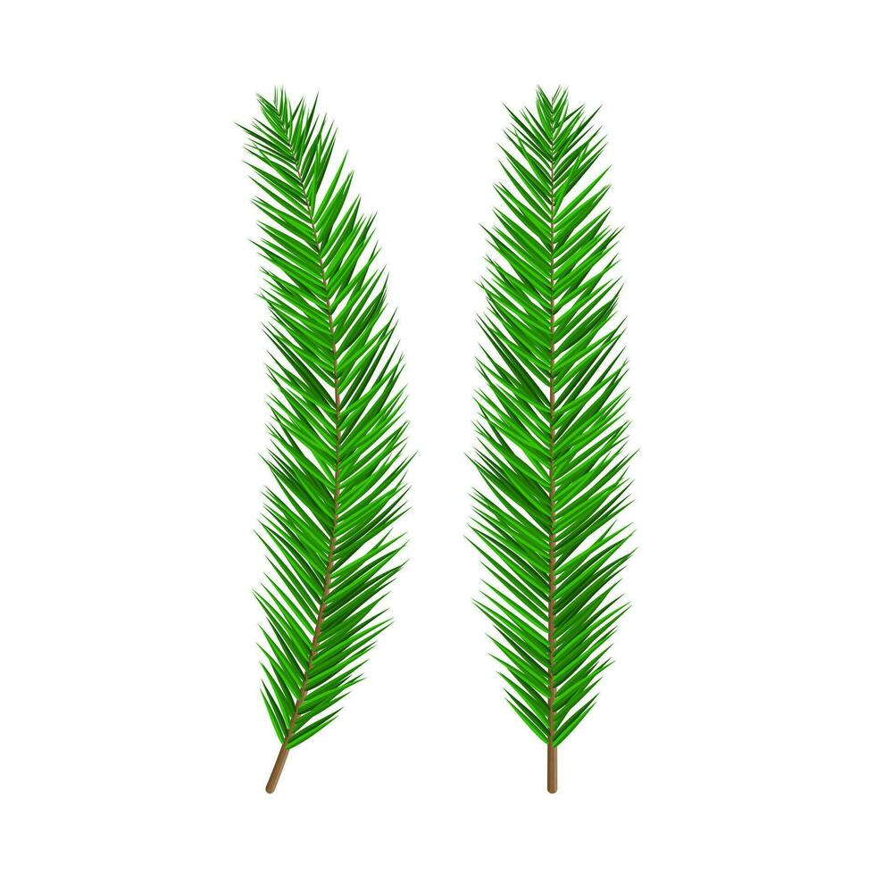 Green lush spruce branch. Evergreen tree, fir vector