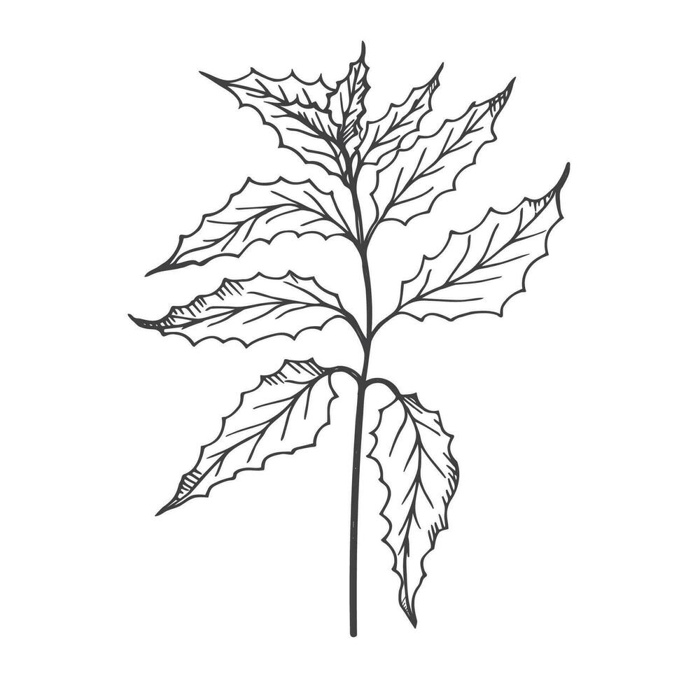 planta bosquejo rama con hojas mano dibujado vector ilustración. línea Arte hierba dibujado en tinta con grabado diseño elemento para imprimir, logo, tatuaje, papel, imprimir, plantilla, tarjeta, cosmético. belleza, naturaleza