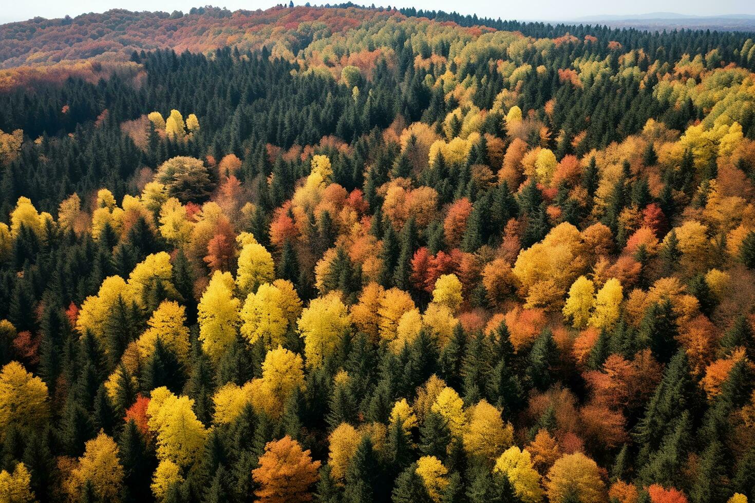 AI generated Aerial. Autumn forest view from above. Autumn nature landscape. photo