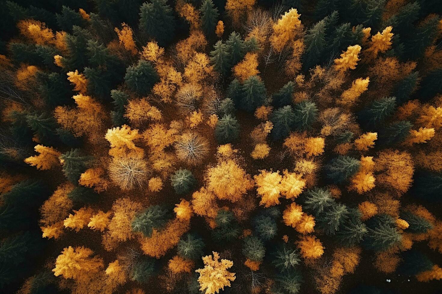 AI generated Aerial. Autumn forest view from above. Autumn nature landscape. photo