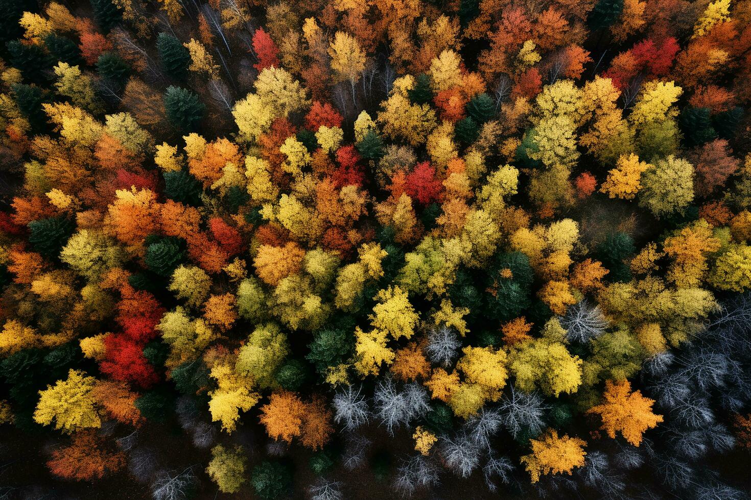 AI generated Aerial. Autumn forest view from above. Autumn nature landscape. photo