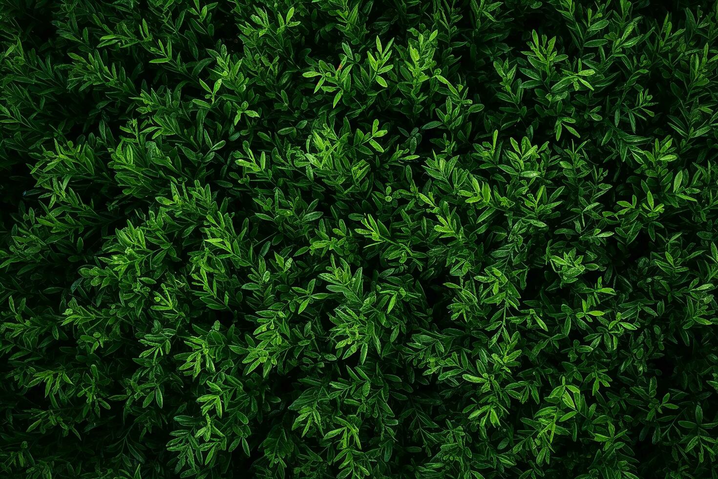 AI generated Aerial top view rural road in the forest, dirt road or mud road and rain forest, Aerial view road in nature, Ecosystem and healthy environment photo