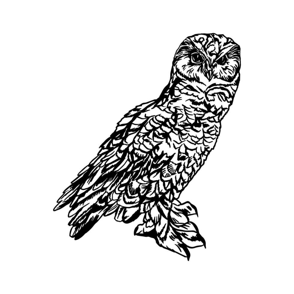 búho. vector ilustración de un pájaro en gráfico estilo. diseño elemento para saludo tarjetas, pancartas, cubiertas, invitaciones, volantes, etiquetas.