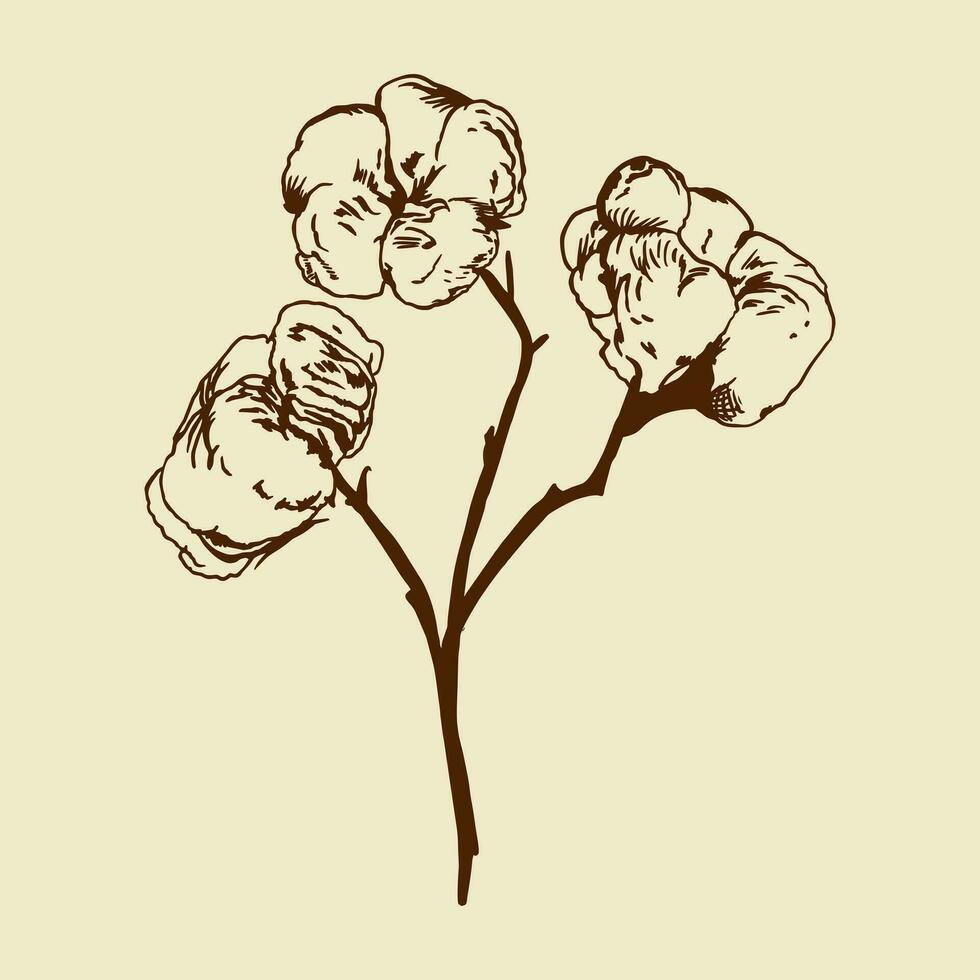 Cotton sprig. Vector illustration in graphic style. Design element for greeting cards, invitations, plant silhouette for labels of cosmetic and textile products.