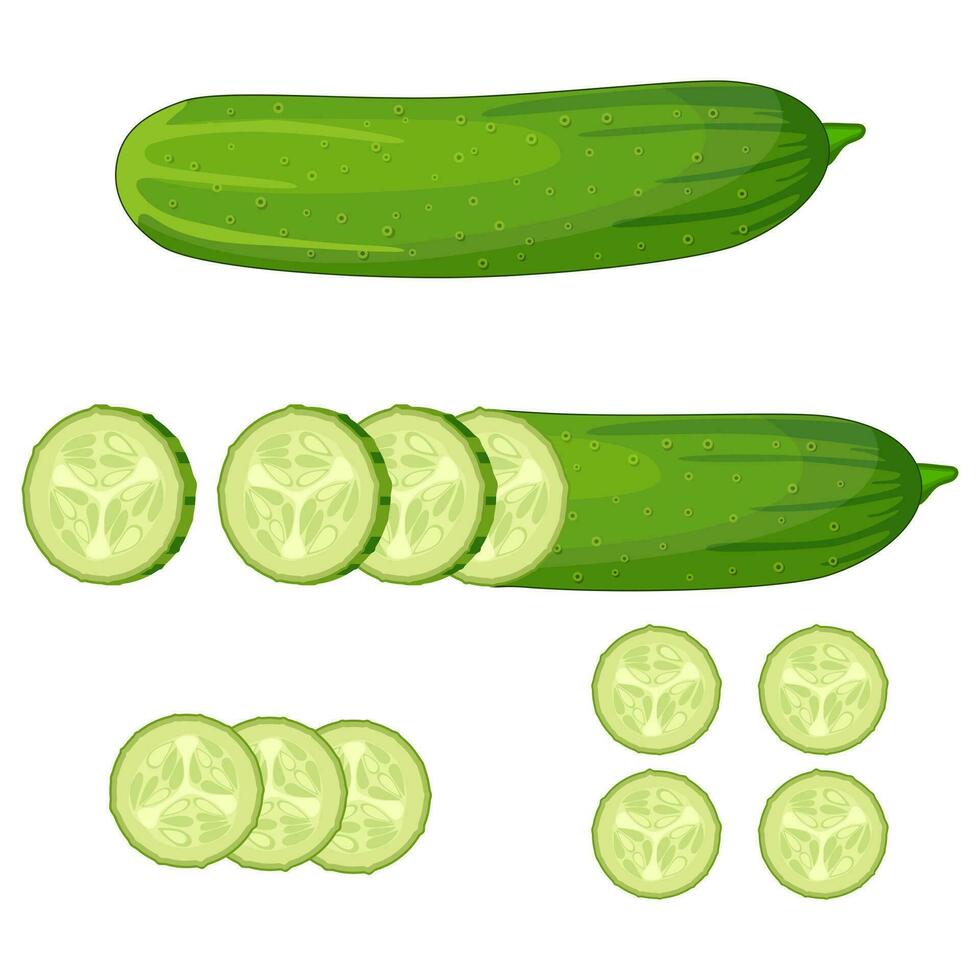 Fresh green cucumber slice vector