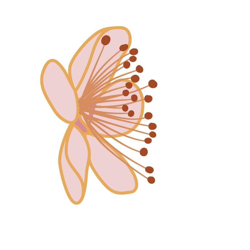 pink sakura cherry blossom vector illustration