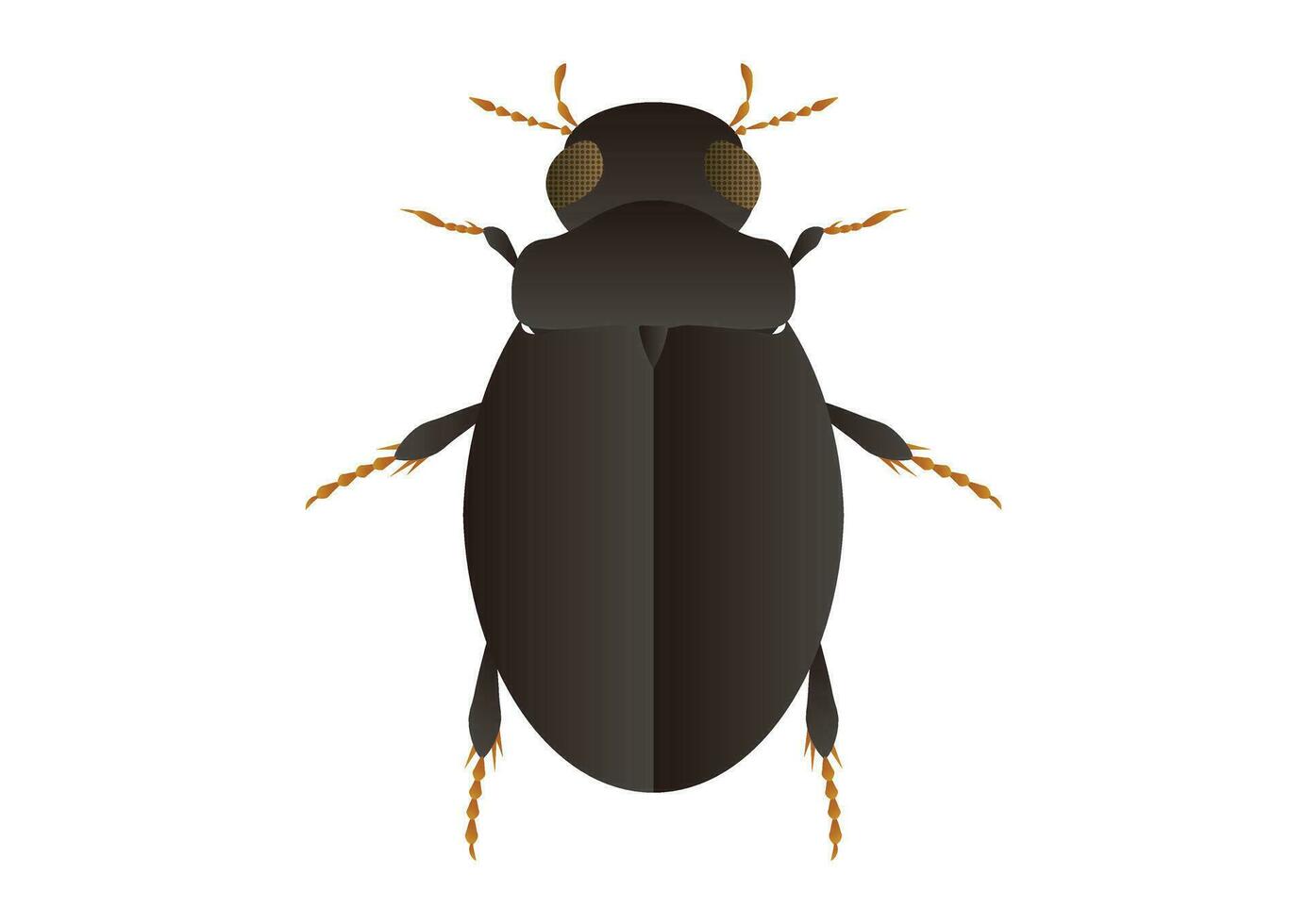 Water Scavenger Beetles Vector Art isolated on White Background